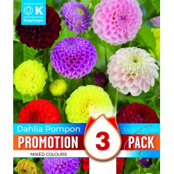 KAPITEYN PROMOTION...