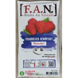 Framboisier Marastar Rm-C1.6L