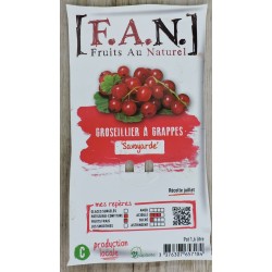 Groseillier Grappe...