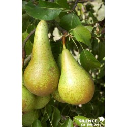 Poirier Conference...