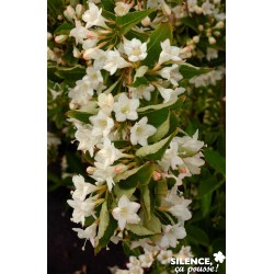 Weigela Snowflake Tfe-C4.5L