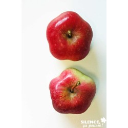 Pommier Api Etoile Tg-Gob-C10L