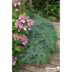 Juniperus Squamata Blue...
