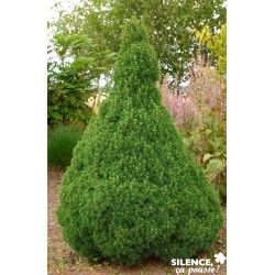 Picea Glauca Conica...