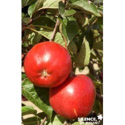 Pommier Melrose Tg-H110-C15L