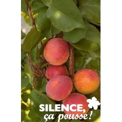 Abricotier Bergeron...