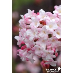 Viburnum Bodnantense...