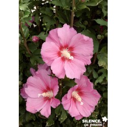 Hibiscus Syriacus Pink...