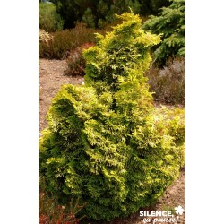 Chamaecyparis Obtusa Aurora...