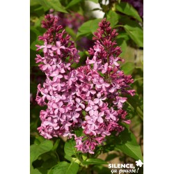 Syringa V.Princesse Sturdza...