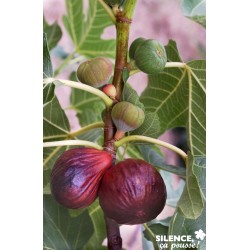 Figuier Vltte Dauphine...