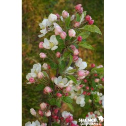 Malus Evereste® Tfe-C4.5L