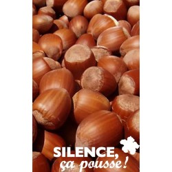 Noisetier Fertile Coutard...