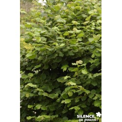 Noisetier Merveille...