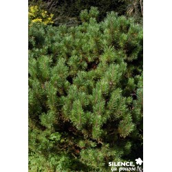 Pinus Mugo Mughus C4.5L