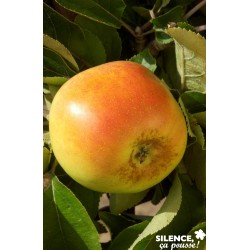 Pommier Winter Banana...