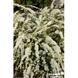 Spiraea Arguta Tfe-C4.5L