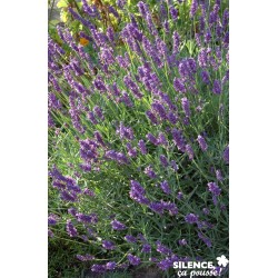 Lavandula Angustifolia...