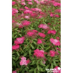 Spiraea Japonica Anthony...