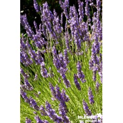 Lavandula Intermedia Grosso...