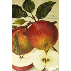 Pommier Grd Alexandre...