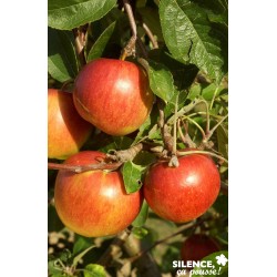 Pommier Elstar Tg-H110-C15L