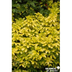 Choisya Ternata Sundance®...