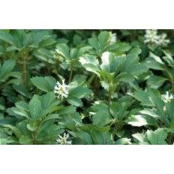 Pachysandra c0.65l
