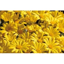 Anthemis Sunshine Jne C0.65L