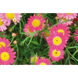 Anthemis Rge C0.65L