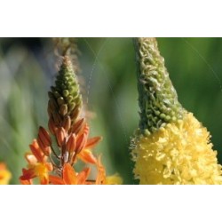 Bulbinella frutescens...