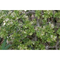 Crassula Setulosa C0.65L