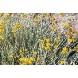 Helichrysum Italicum C0.65L