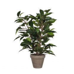 Ficus Natasja En Pot Stan...
