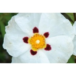 Cistus blc c0.65l