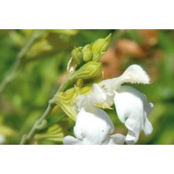 Salvia greggii blc c0.65l