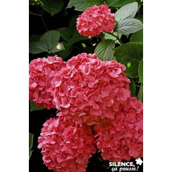 Hortensia Rge C4.5L