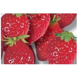 Fraisier cirafine rm-c0.65l