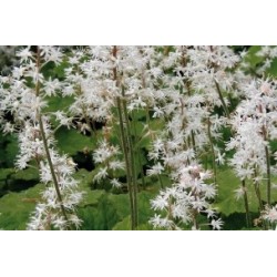 Tiarella Blc-Rose C0.65L