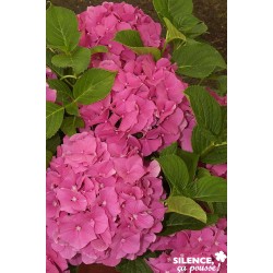 Hortensia Rose H65-C4.5L