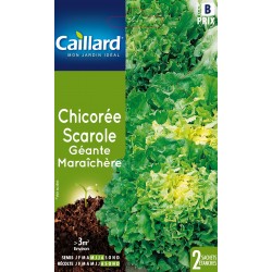 Graines Chicoree Scarole...
