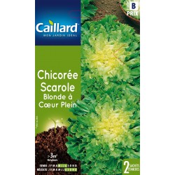 Graines Chicoree Scarole...