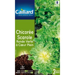 Graines Chicoree Scarole...