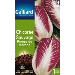 Graines Chicoree Sauvage...