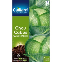 Graines Chou Cabus Quintal...