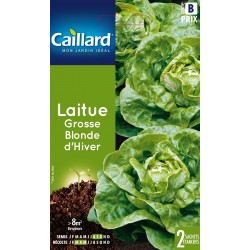 Graines Laitue Grosse...