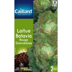 Graines Salade Laitue...