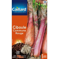 Graines Ciboule Commune...