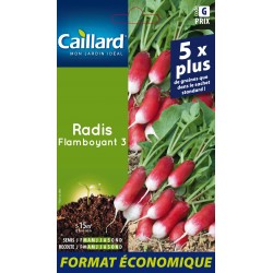 Graines Radis Flamboyant 3...