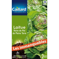 Graines Laitue Pommee Reine...